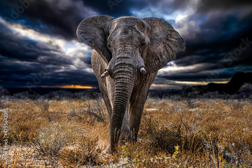 Elefant photo
