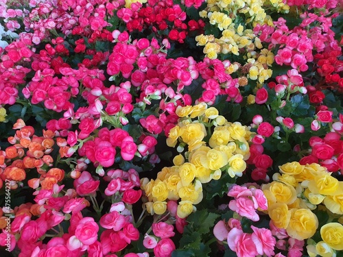 Begonia succulent plant rhizomes underground. brightly colored flowers like roses There are colorful leaves with velvet-like hairs. It is commonly grown as an ornamental plant.