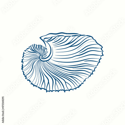 Hand-drawn realistic seashells. Shells of mollusks of various forms: coils, spirals, cone, scallops. Oceans nature in vintage style.