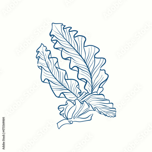 Seaweeds silhouettes. Underwater coral reef, hand drawn sea kelp plant, isolated marine weeds outdoor ocean.