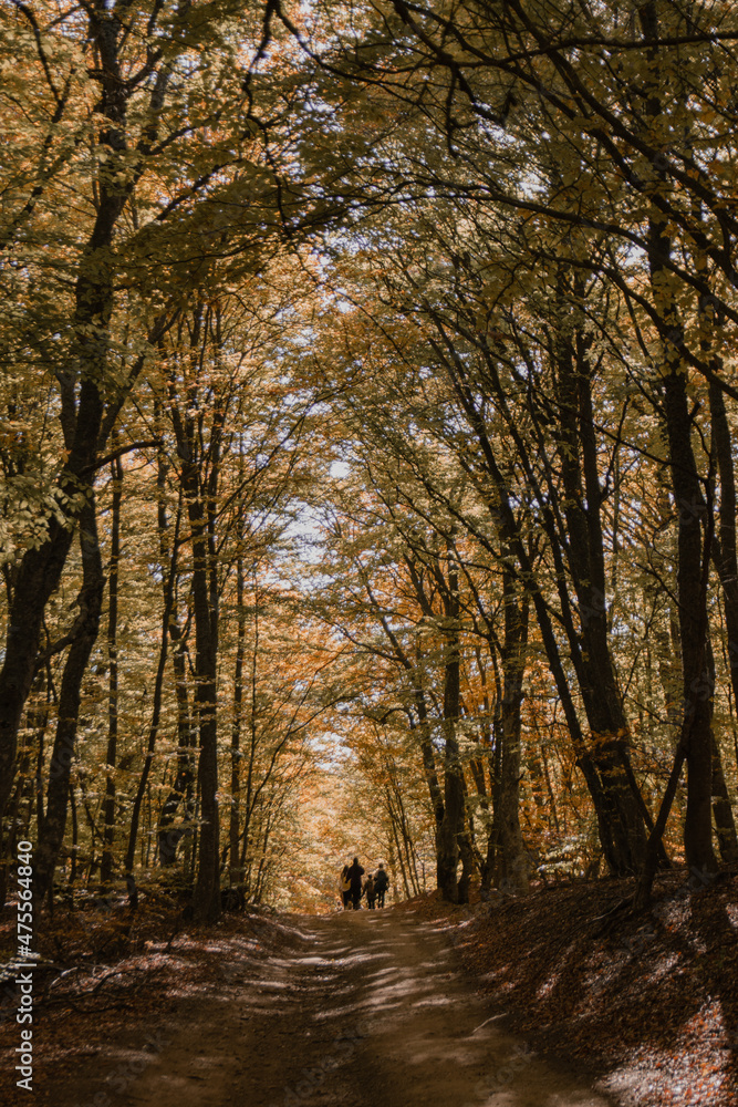 
Mountains, nature, a walk in the autumn forest, landscape. In the woods