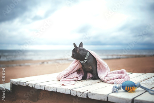 Cute dog puppy French bulldog is playing on the beach