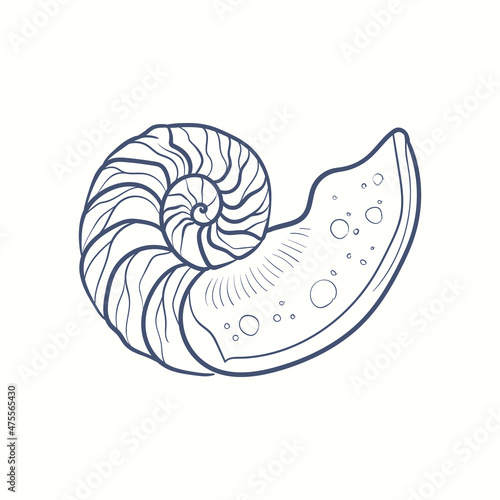 Hand-drawn realistic seashells. Shells of mollusks of various forms: coils, spirals, cone, scallops. Oceans nature in vintage style.