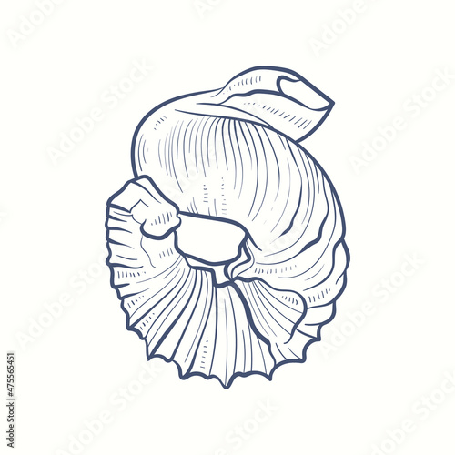 Hand-drawn realistic seashells. Shells of mollusks of various forms: coils, spirals, cone, scallops. Oceans nature in vintage style.