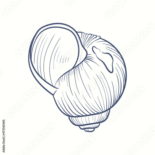 Hand-drawn realistic seashells. Shells of mollusks of various forms: coils, spirals, cone, scallops. Oceans nature in vintage style.