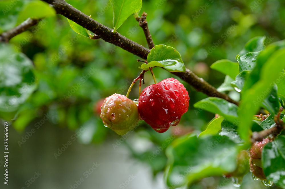 red acerola tropical cherry wet with the drops of a day of rain, fruit rich in vitamin C and antioxidant red acerola tropical cherry wet with the drops of a day of rain, fruit rich in vitamin C and antioxidant
