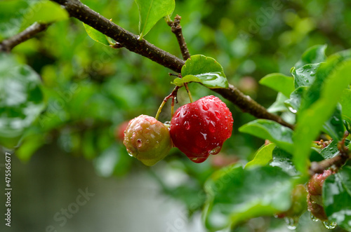  red acerola tropical cherry wet with the drops of a day of rain, fruit rich in vitamin C and antioxidant