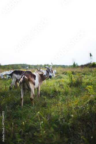 Fototapeta Naklejka Na Ścianę i Meble -  Dairy goats grazing in a field during the summer season in Ontario, Canada.