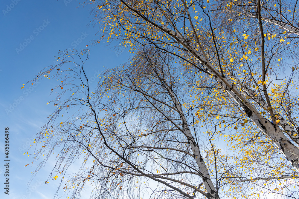 Group of white birches with yellow fall leaves are on a blue sky background in a park in autumn Group of white birches with yellow fall leaves are on a blue sky background in a park in autumn