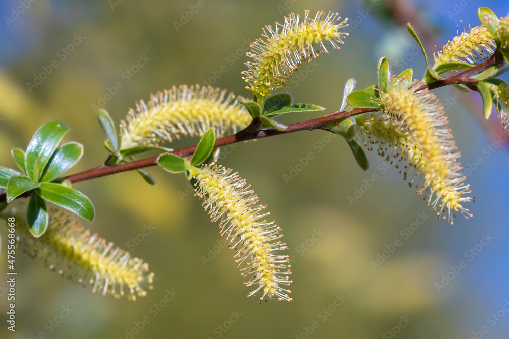 Salix alba, white willow tree in Springtime, pollen and catkins closeup