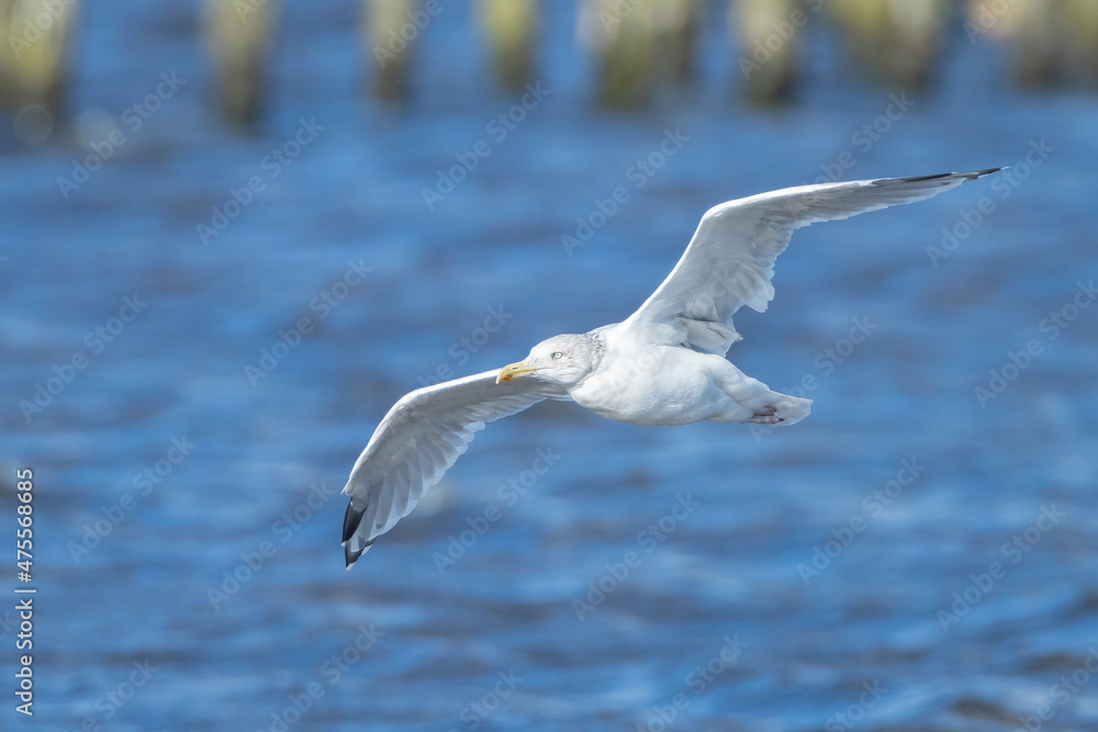 glaucous gull Larus hyperboreus in flight glaucous gull Larus hyperboreus in flight