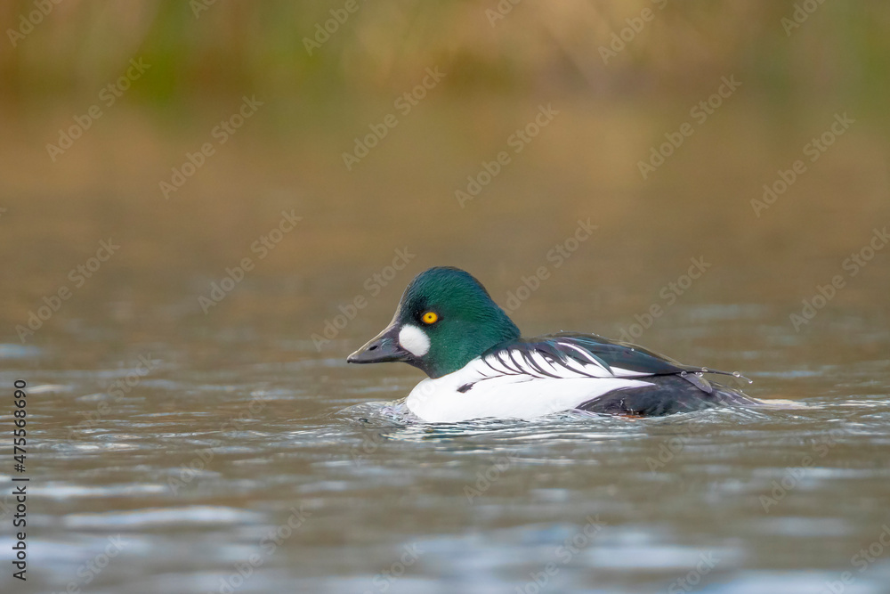 Closeup of a common goldeneye male Bucephala clangula waterfowl Closeup of a common goldeneye male Bucephala clangula waterfowl