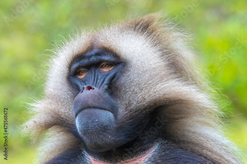 Wallpaper Mural Gelada baboon, Theropithecus gelada, close up Torontodigital.ca