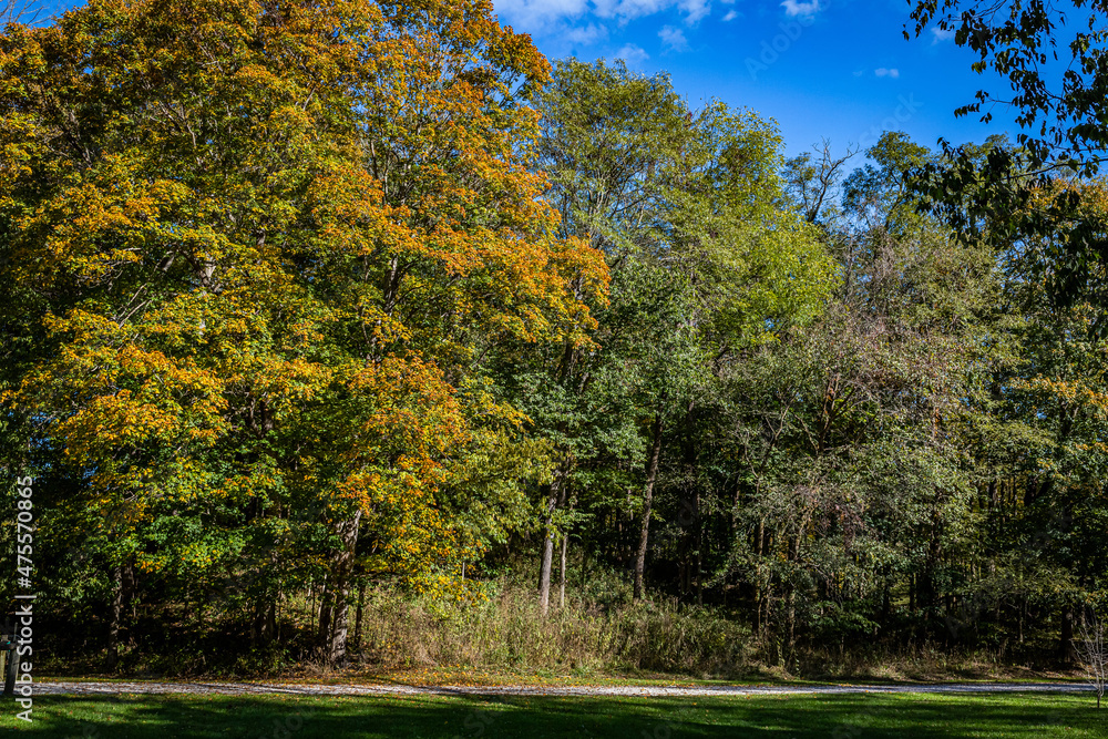Fototapeta premium Autumn in Parke County Indiana
