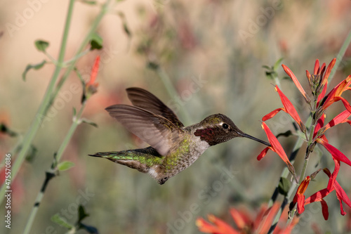 Close up of hummingbird eating from a chuparosa plant