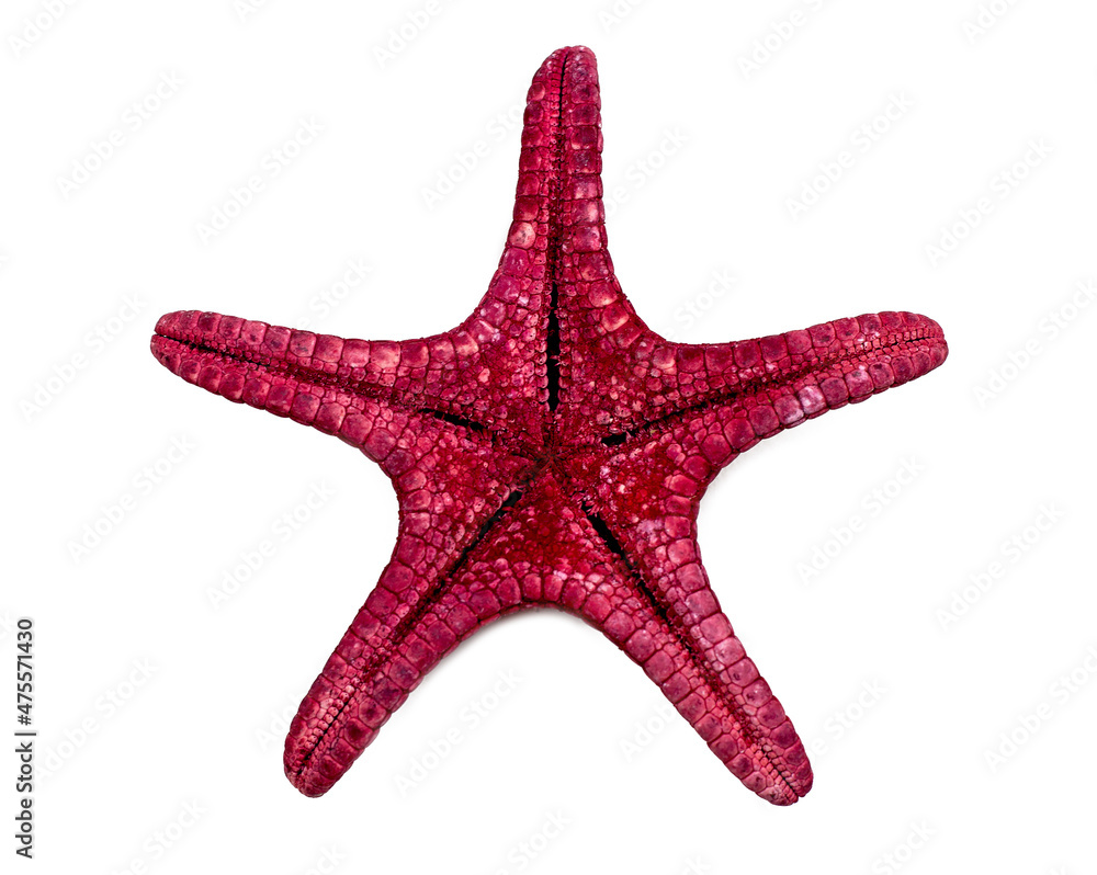 Top view of single red starfish from the ocean isolated on white background close up.