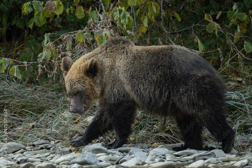 Brown Bear (Ursus arctos). The Bieszczady Mountains, Carpathians, Poland.