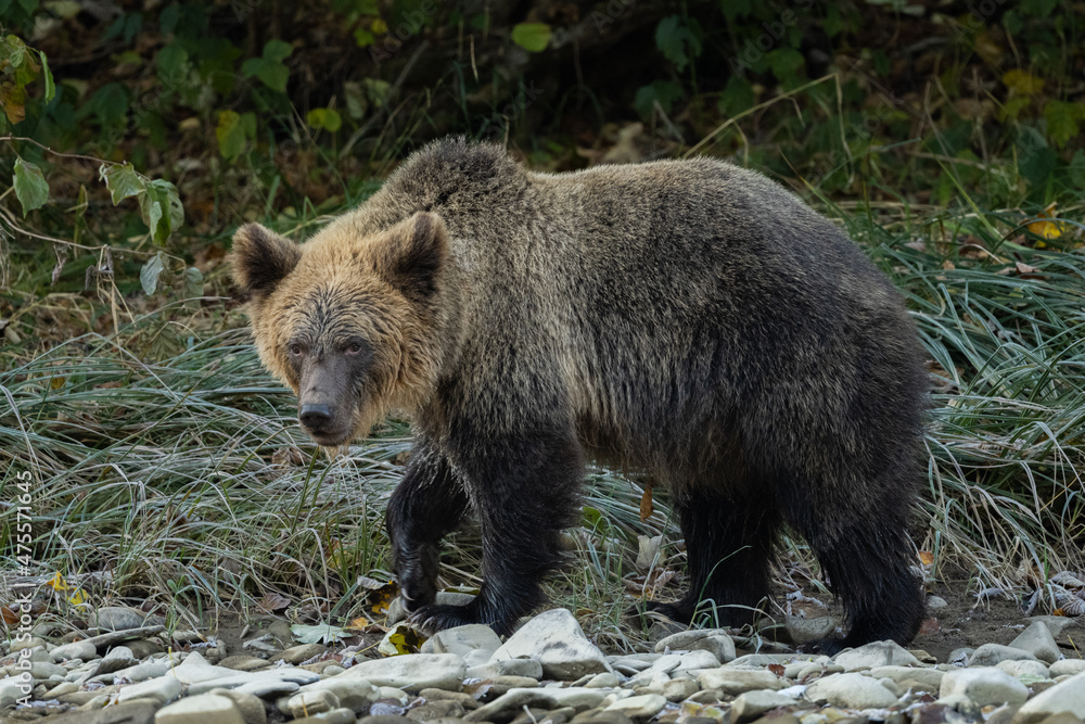 Fototapeta premium Brown Bear (Ursus arctos). The Bieszczady Mountains, Carpathians, Poland.