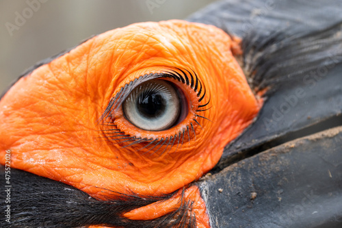 Bucorvus leadbeateri. Eye of the Southern Ground Hornbill