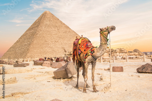 Camel against the background of the pyramids of the pharaohs Cheops, Khafren and Mikerin in Giza, Egypt photo