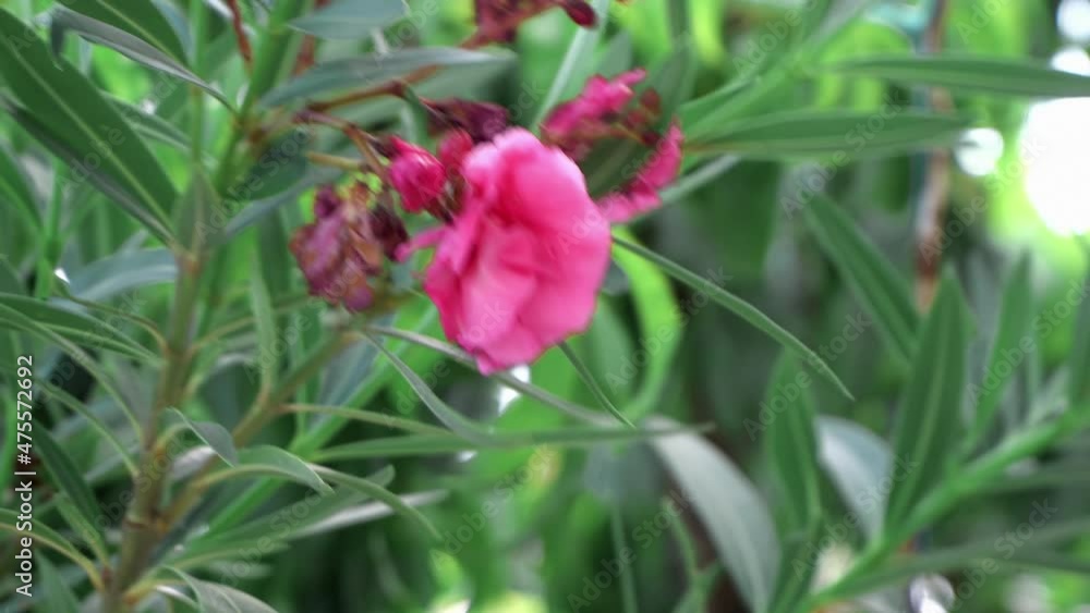 Beautiful large bush of pink oleander on the background of the Mediterranean Sea Beautiful large bush of pink oleander on the background of the Mediterranean Sea