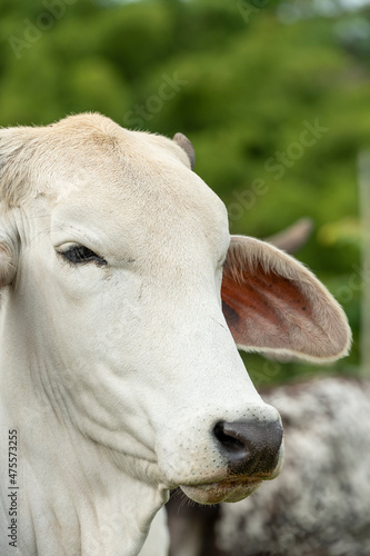 White Brahman Beef cattle standing by a fence, looking at the camera, Colombia, South America