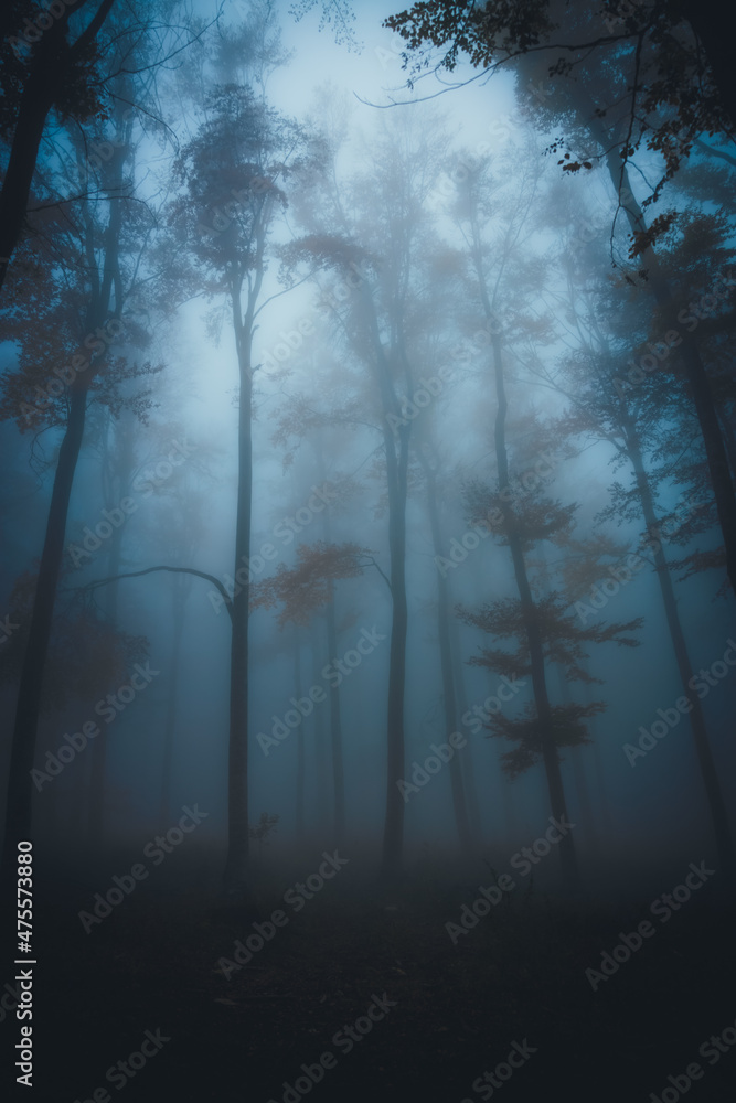 Fototapeta premium Dense fog in dark forest at autumn. Beautiful landscape of nature. Blue light coming through the trees. High quality photo