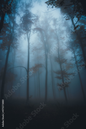 Fototapeta Naklejka Na Ścianę i Meble -  Dense fog in dark forest at autumn. Beautiful landscape of nature. Blue light coming through the trees. High quality photo