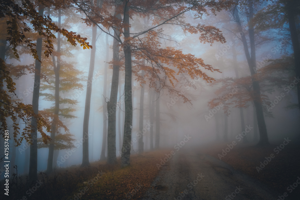 Dense fog in dark forest at autumn. Beautiful landscape of nature. Light coming through the trees. High quality photo Dense fog in dark forest at autumn. Beautiful landscape of nature. Light coming through the trees. High quality photo