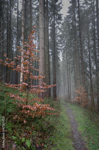 Thüringer Wald bei Schmalkalden im Winter