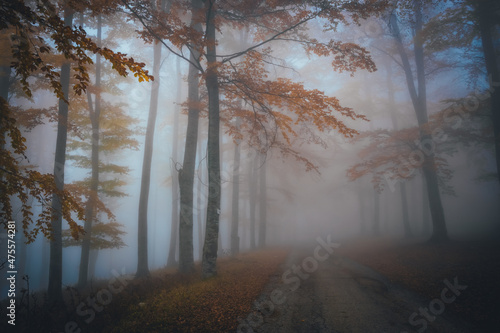 Dense fog in dark forest at autumn. Beautiful landscape of nature. Light coming through the trees. High quality photo