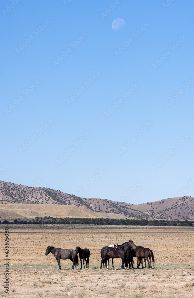Wild Horses in Summer in the Utah Desert Wild Horses in Summer in the Utah Desert