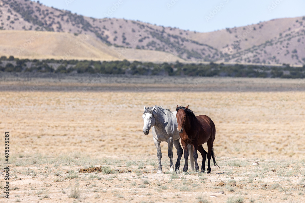 Wild Horses in Summer in the Utah Desert Wild Horses in Summer in the Utah Desert