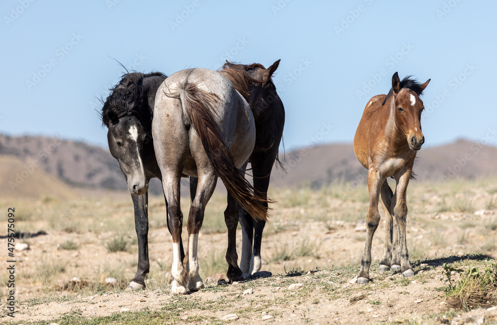 Wild Horses in Summer in the Utah Desert Wild Horses in Summer in the Utah Desert