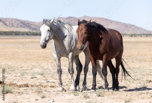 Wild Horses in Summer in the Utah Desert