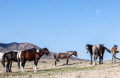 Wild Horses in Summer in the Utah Desert