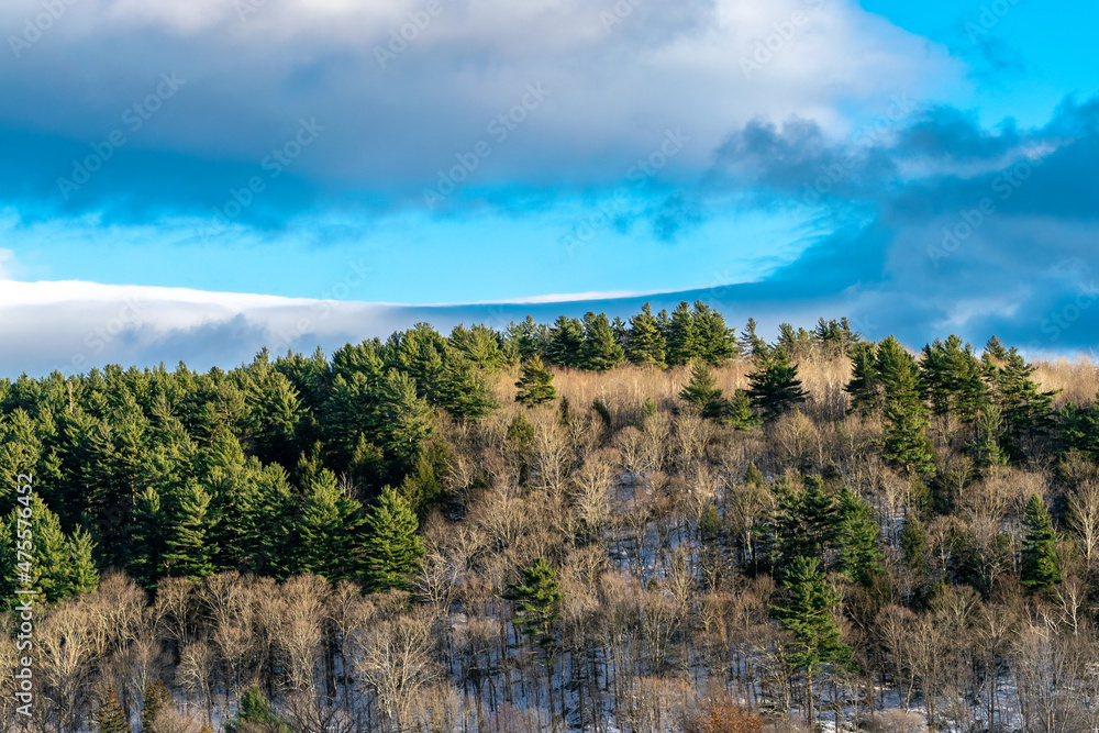 Snow covered hill with pine and maple trees with crystal blue sky and white clouds. Snow covered hill with pine and maple trees with crystal blue sky and white clouds.