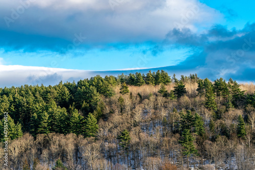 Snow covered hill with pine and maple trees with crystal blue sky and white clouds.