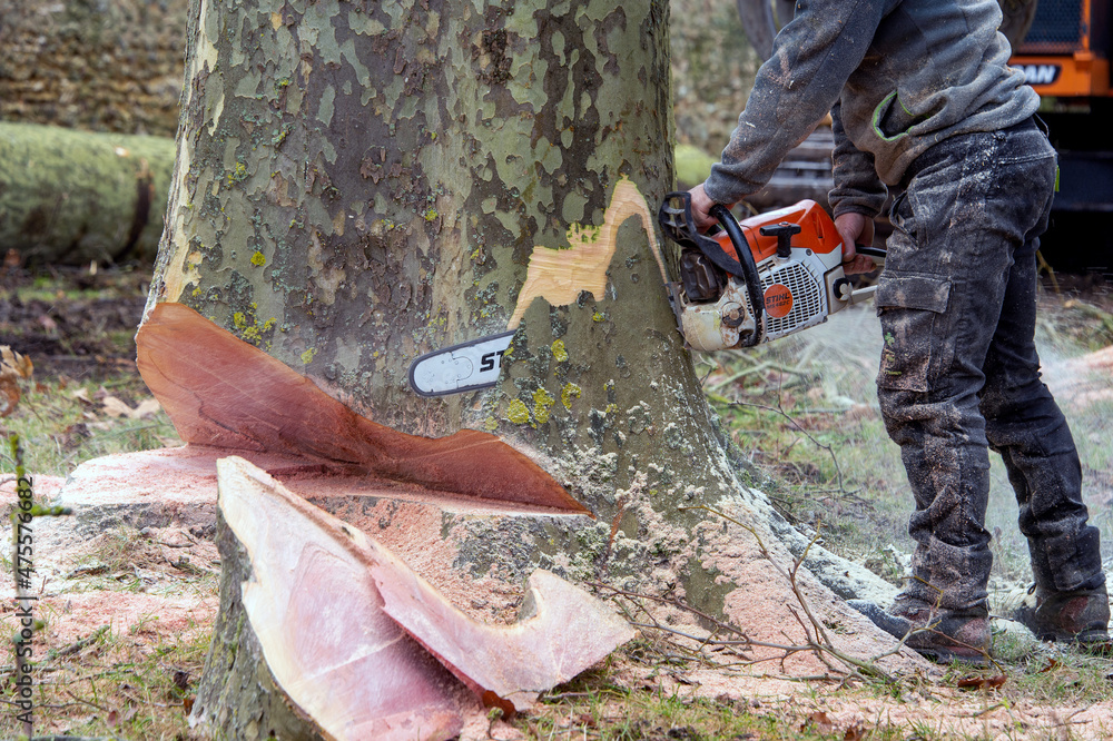 Obraz premium abatage d'arbre