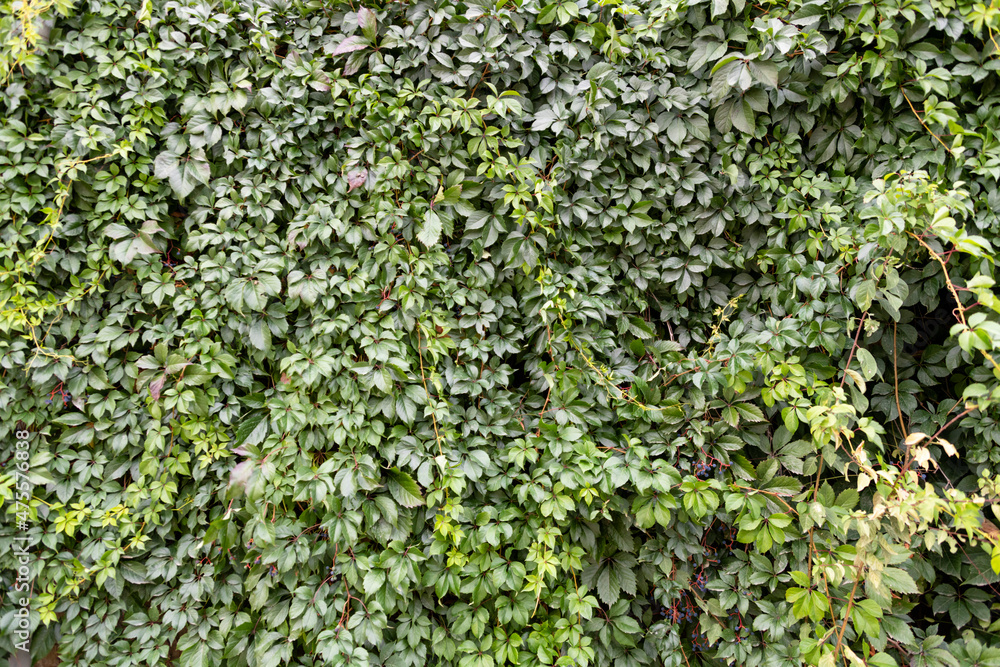 The wall is entwined with green climbing plants. The wall is entwined with green climbing plants.