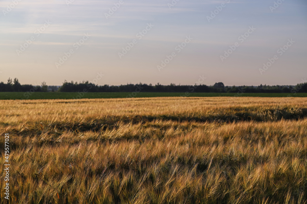 Wheat field in summer at sunset. Dry golden ears of wheat, barley or rye. Countryside landscape. Rural scenery. Agricultural business and harvest concept. Nature background
