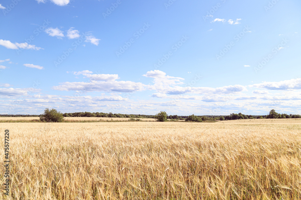 Wheat field and blue sky. Ripe yellow golden ears of barley or rye close-up. Agricultural business and harvest dumping concept. Beautiful Rural landscape. Countryside background 