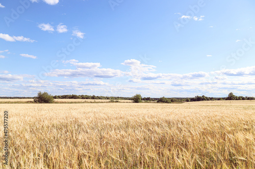Wheat field and blue sky. Ripe yellow golden ears of barley or rye close-up. Agricultural business and harvest dumping concept. Beautiful Rural landscape. Countryside background 
