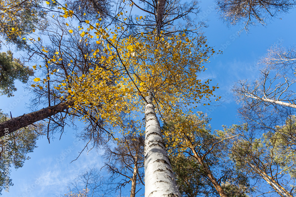 Fototapeta premium Group of white birches with yellow fall leaves and green pine trees are on a blue sky background in a park in autumn