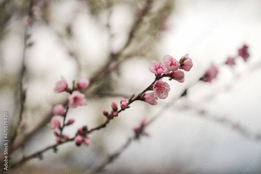 A peach branch with pink buds and blooming flowers. Selective focus. Copy space. A peach branch with pink buds and blooming flowers. Selective focus. Copy space.
