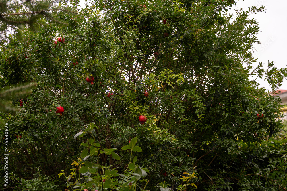 Fruit tree pomegranate. Red pomegranate fruits on the tree.
Pomegranate is a popular fruit plant in areas of the subtropical zone and some countries of the tropical belt.