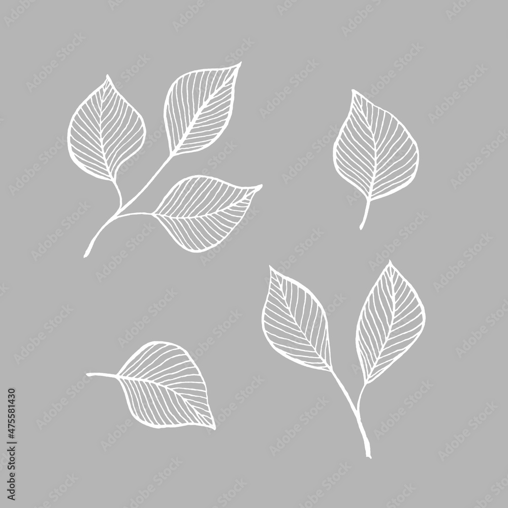 A hand drawn collection birch tree leaves in sketch style on a light gray background. Linear monochrome illustration. Elegant elements for textile and greeting card design. A hand drawn collection birch tree leaves in sketch style on a light gray background. Linear monochrome illustration. Elegant elements for textile and greeting card design.