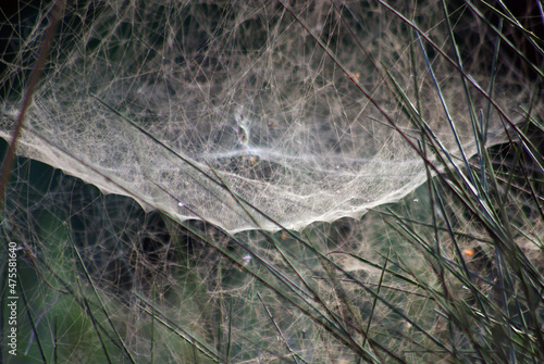 A close up view of a giant cobweb (spider net) of a spined micrathena spider photo