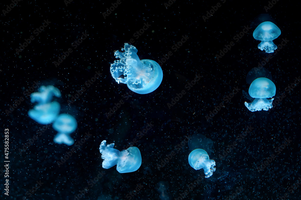 jellyfish in an aquarium jellyfish in an aquarium