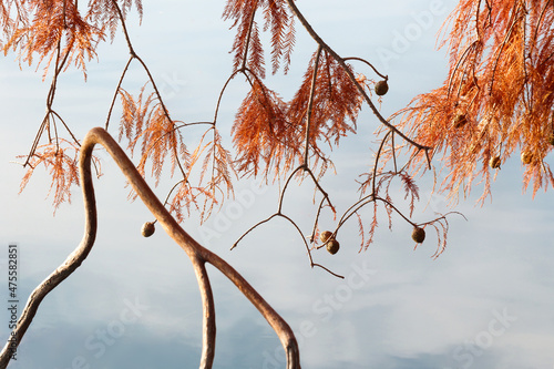 Bald Cypress in autumn photo